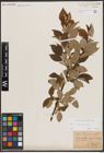 Foto von Salix caprea L.